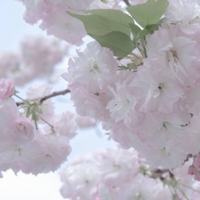 兽设创意设计灵感FurryQQ群